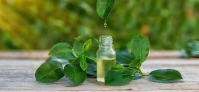 Benefits & DIY Uses For Tea Tree Essential Oil